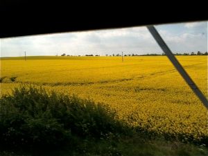 rapeseed