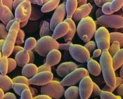 Yeast2