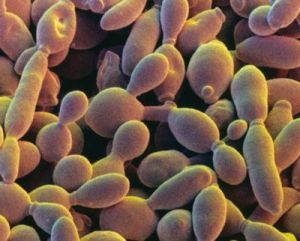 Yeast2