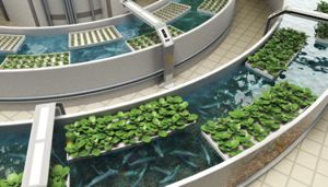 aquaponic